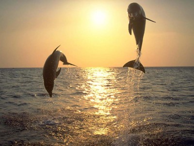 delfines-anochecer_jpg_w400.jpg