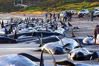 130-ballenas-mueren-varadas-en-playa-de-australia.jpg