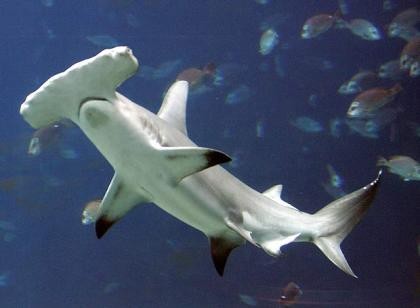 tiburones-en-las-costas-australianas.jpg