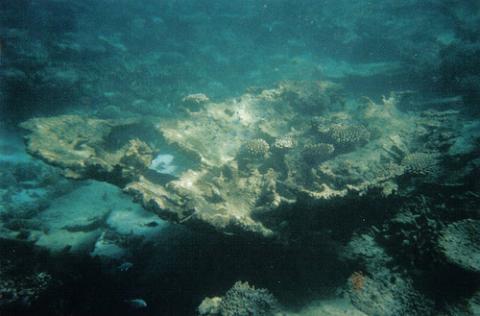 corales-australia.jpg