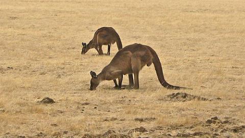 canguros-australia.jpg